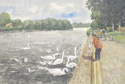 Feeding the swans. Pembroke Castle, West Wales