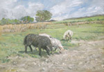 Sheep on Nelson mountain