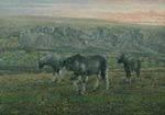 Ponies at Troedrhiwfuwch
