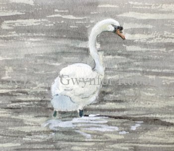 Roath park Swan, Cardiff.