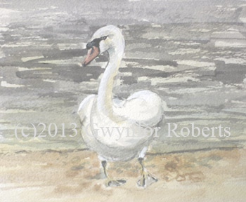 Roath park Swan, Cardiff.