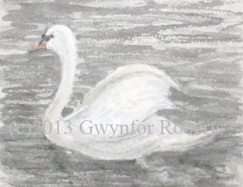 Roath park Swan, Cardiff.