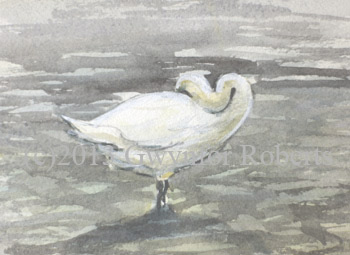 Roath park Swan, Cardiff.