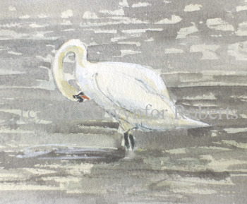 Roath park Swan, Cardiff.