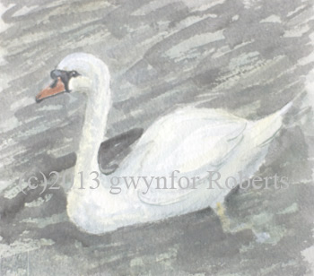 Roath park Swan, Cardiff.