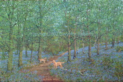 Bluebell wood, The Wenallt,Caerphilly